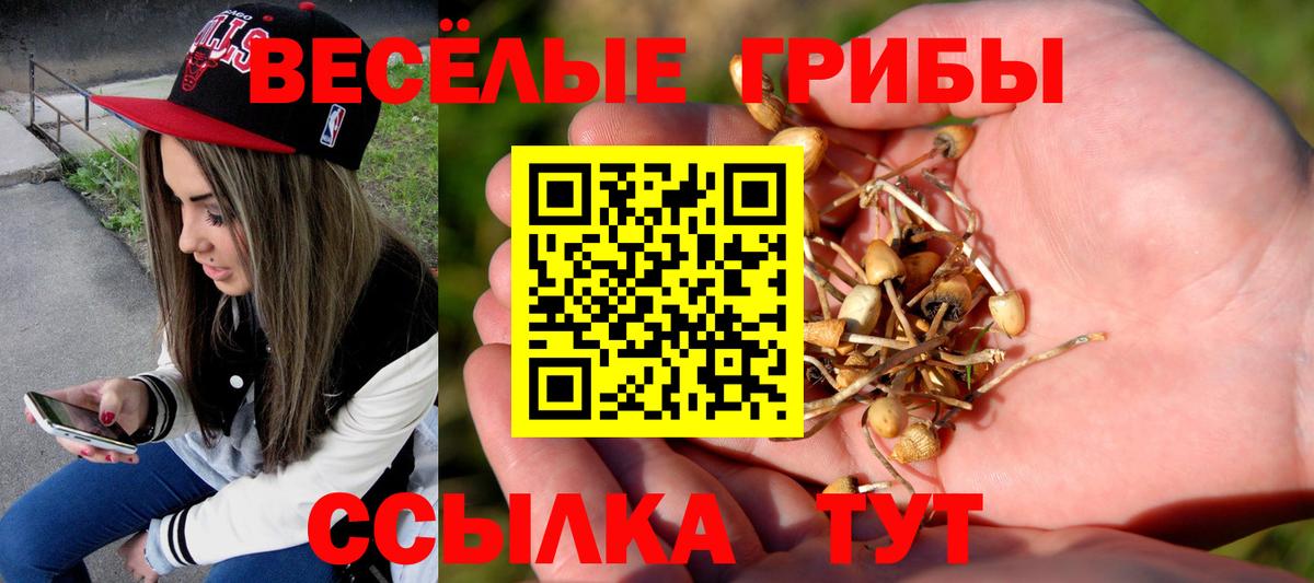 Галлюциногенные грибы Psilocybe Красногорск