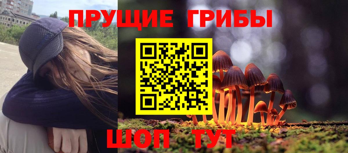 Красногорск  Псилоцибиновые грибы GOLDEN TEACHER  где купить наркоту  Псилоцибиновые грибы Psilocybine cubensis  Вход с VPN 